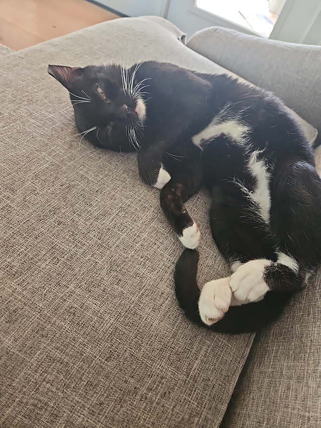 Benji - Domestic Short Hair