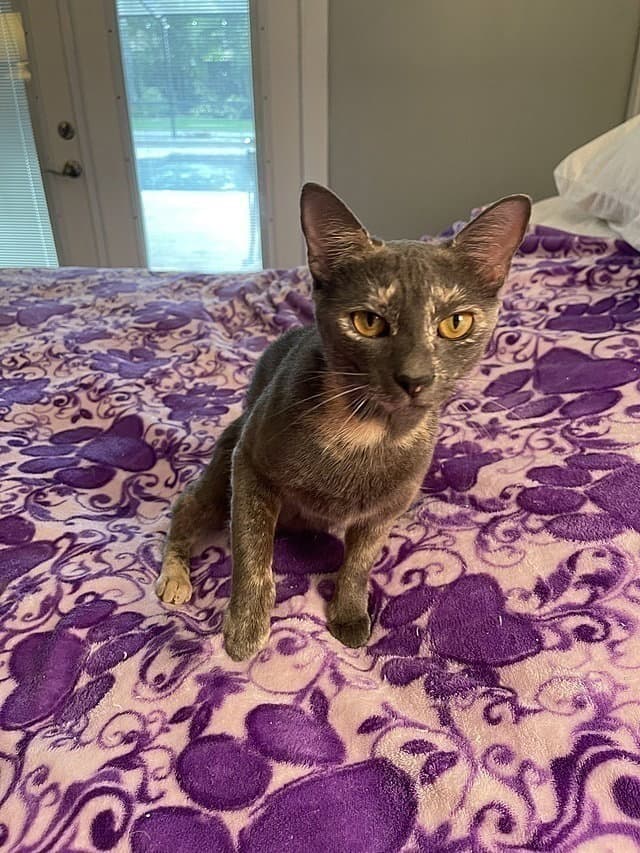Lorelei - Domestic Short Hair