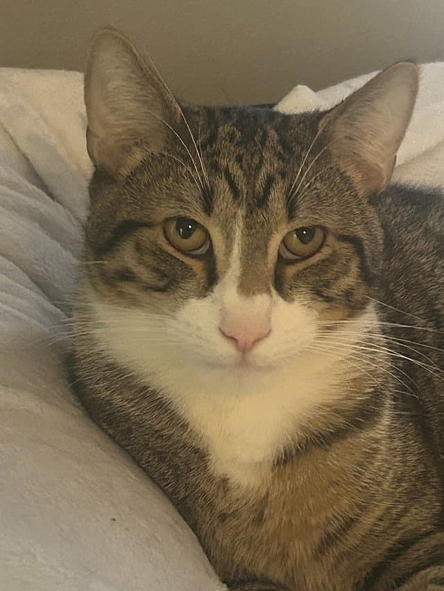 Elio - Domestic Short Hair