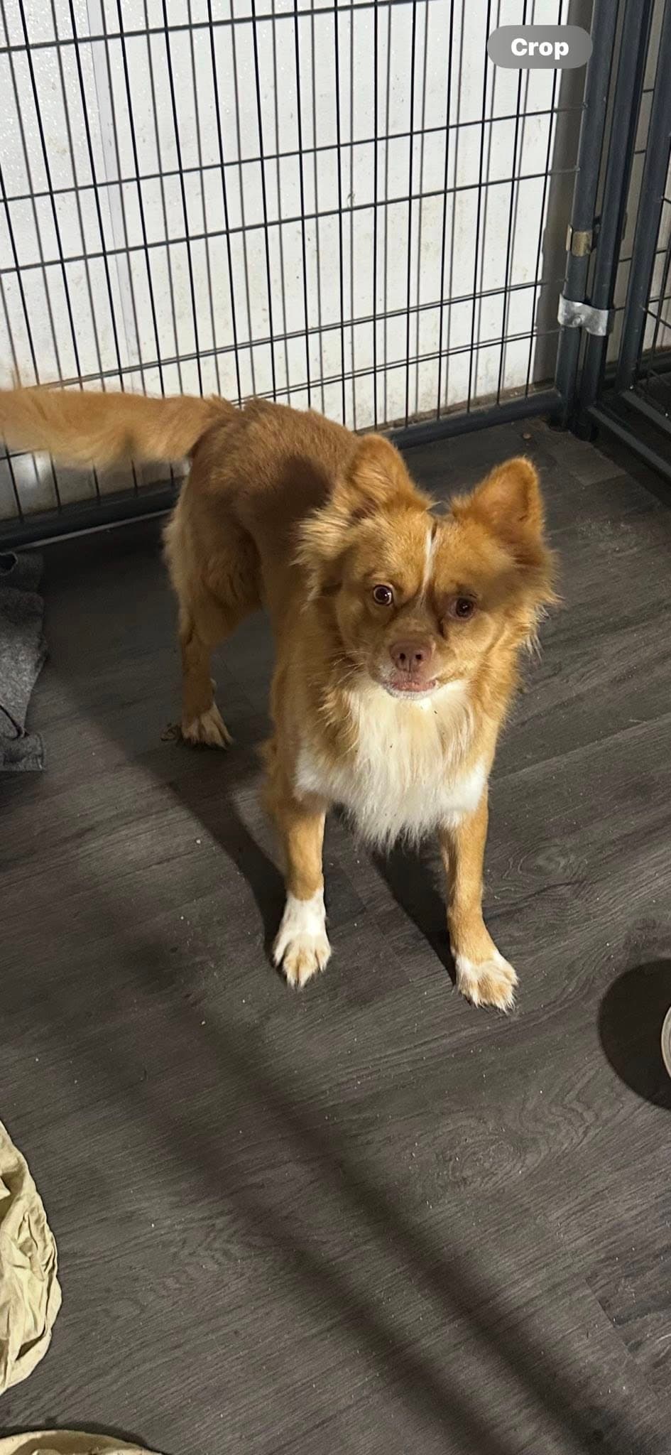 Homer - Shetland Sheepdog Sheltie