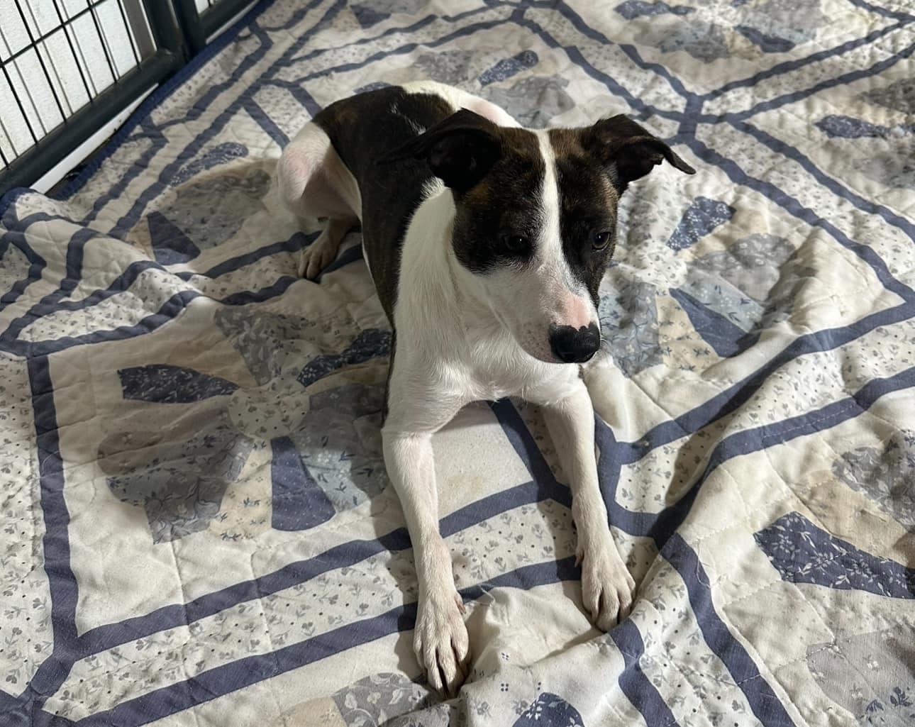Maybelline - Rat Terrier