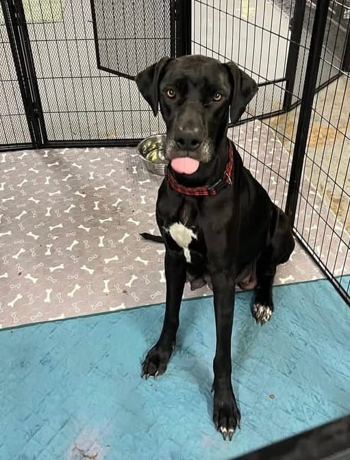 Khelessi - Great Dane