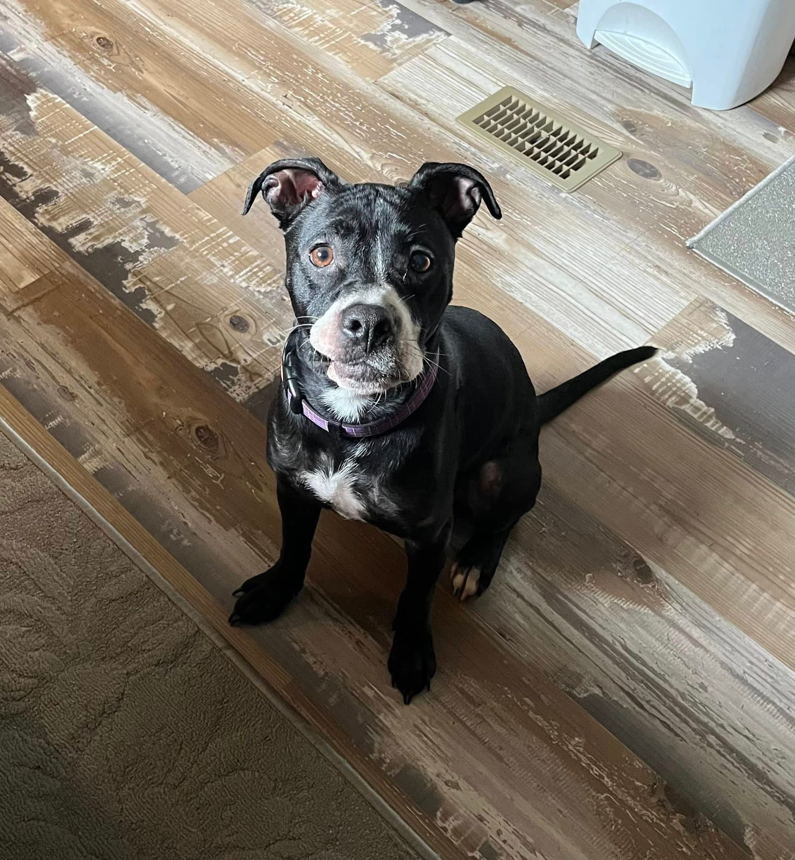 Ruby - Pit Bull Terrier