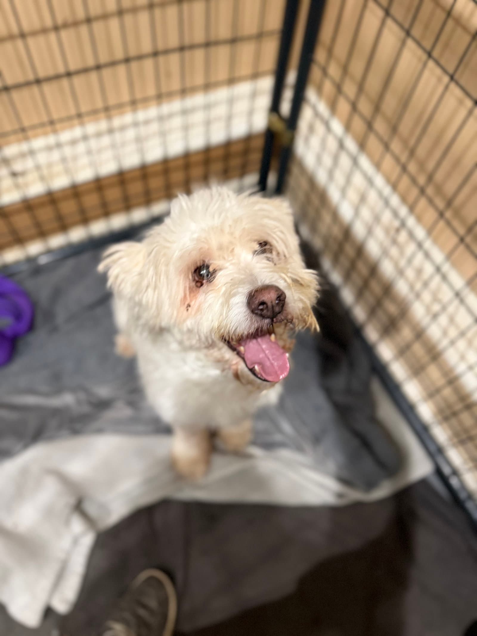 Quick - Poodle (Standard)