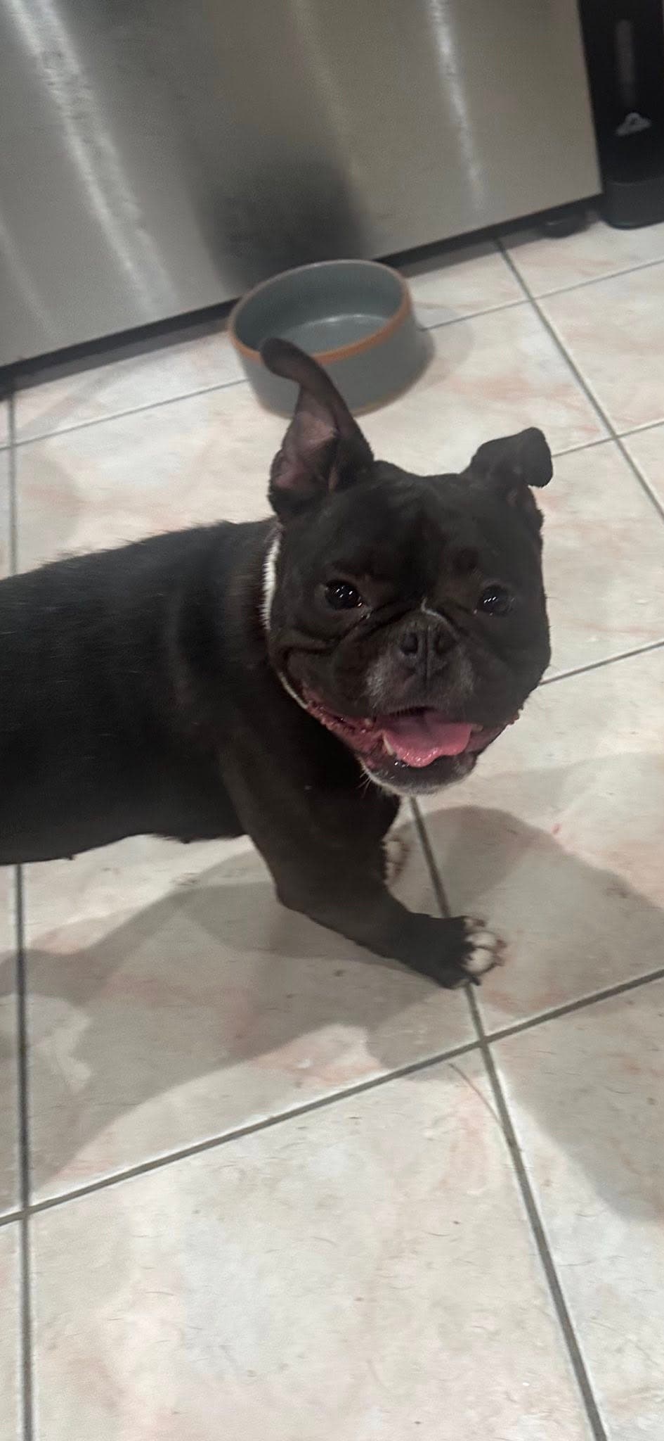 Willow - Boston Terrier