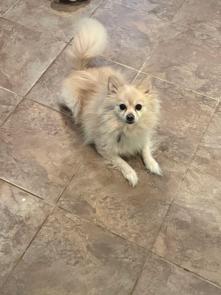 Milo And Watson - Pomeranian