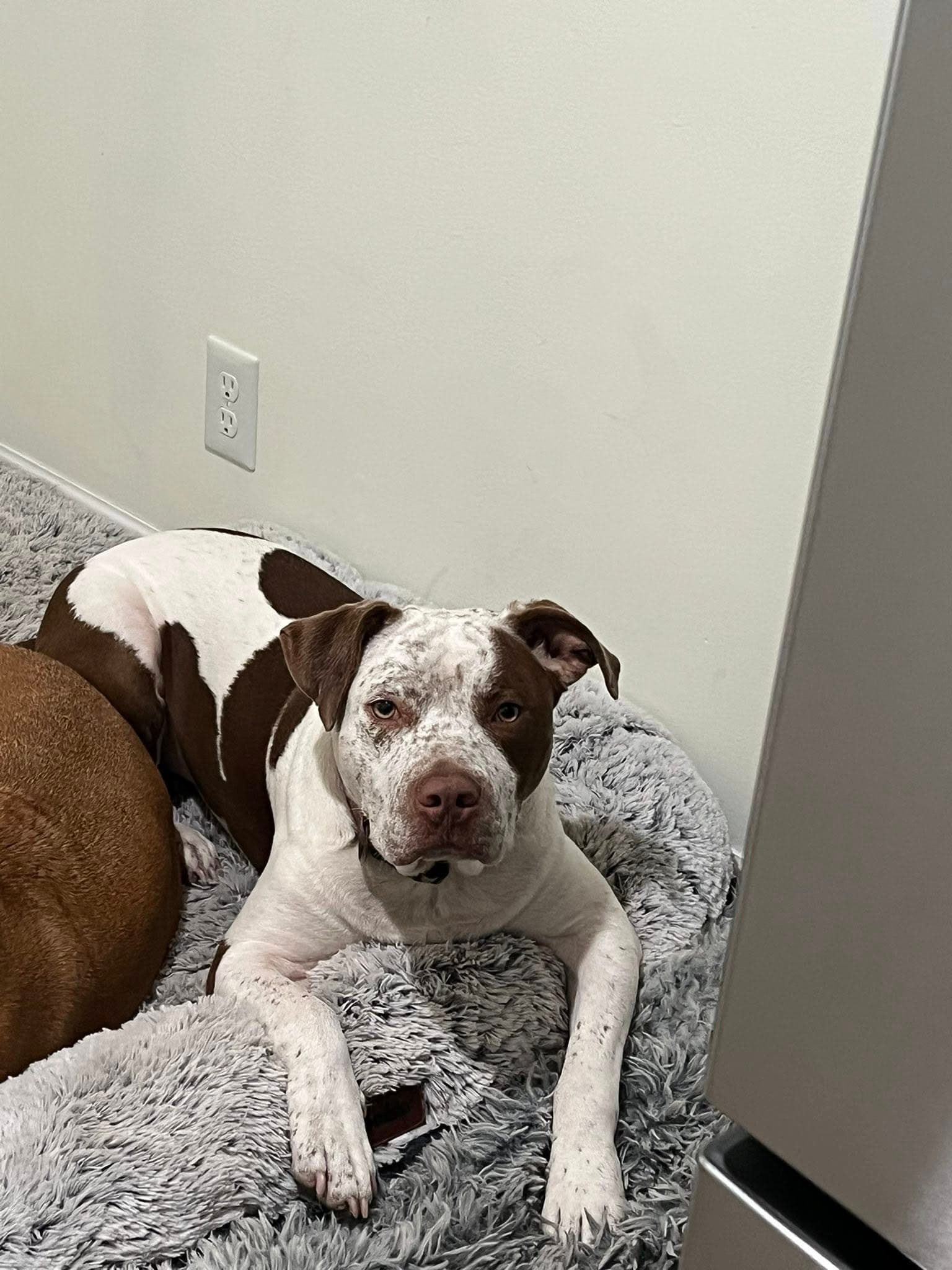 Boe Boe - Pit Bull Terrier