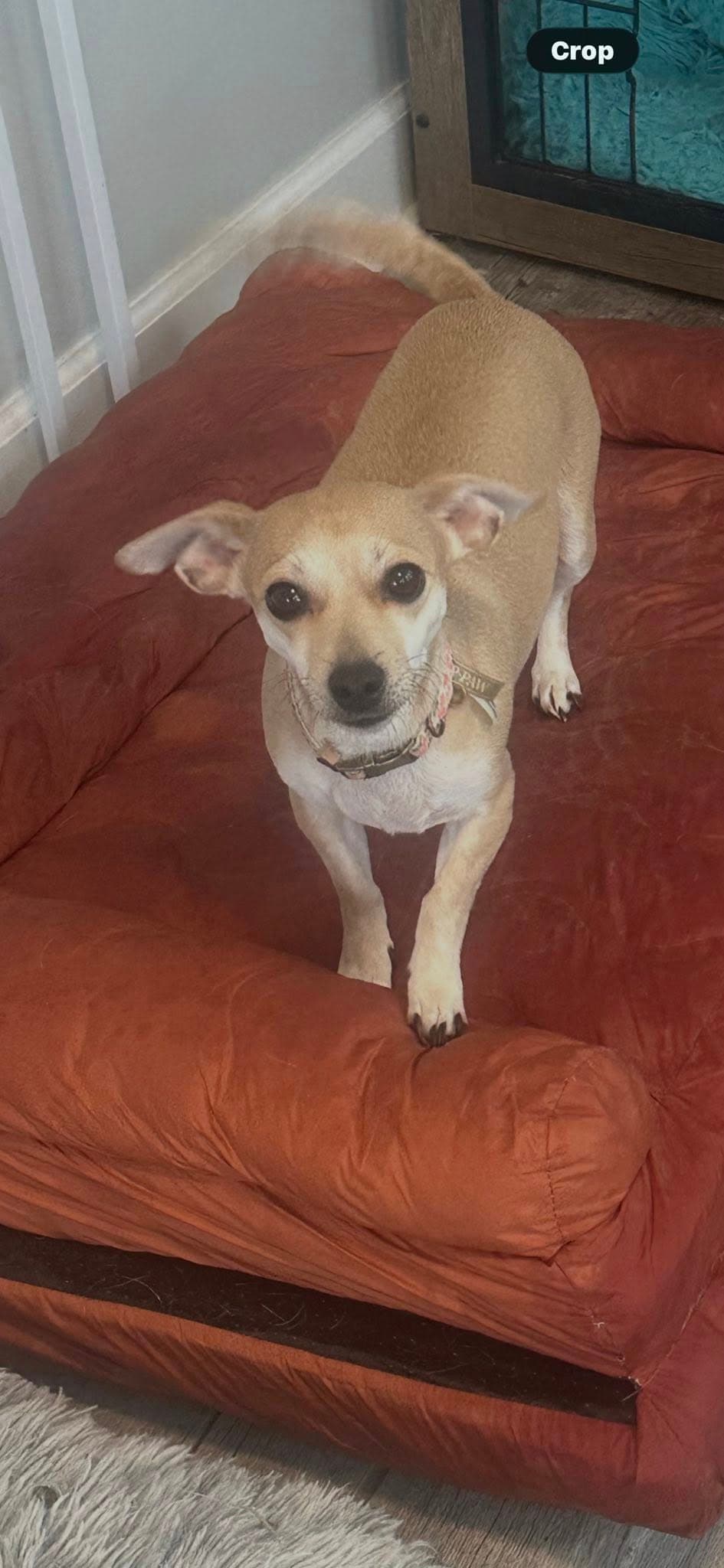Moey - Chihuahua