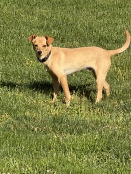 Joey image 1