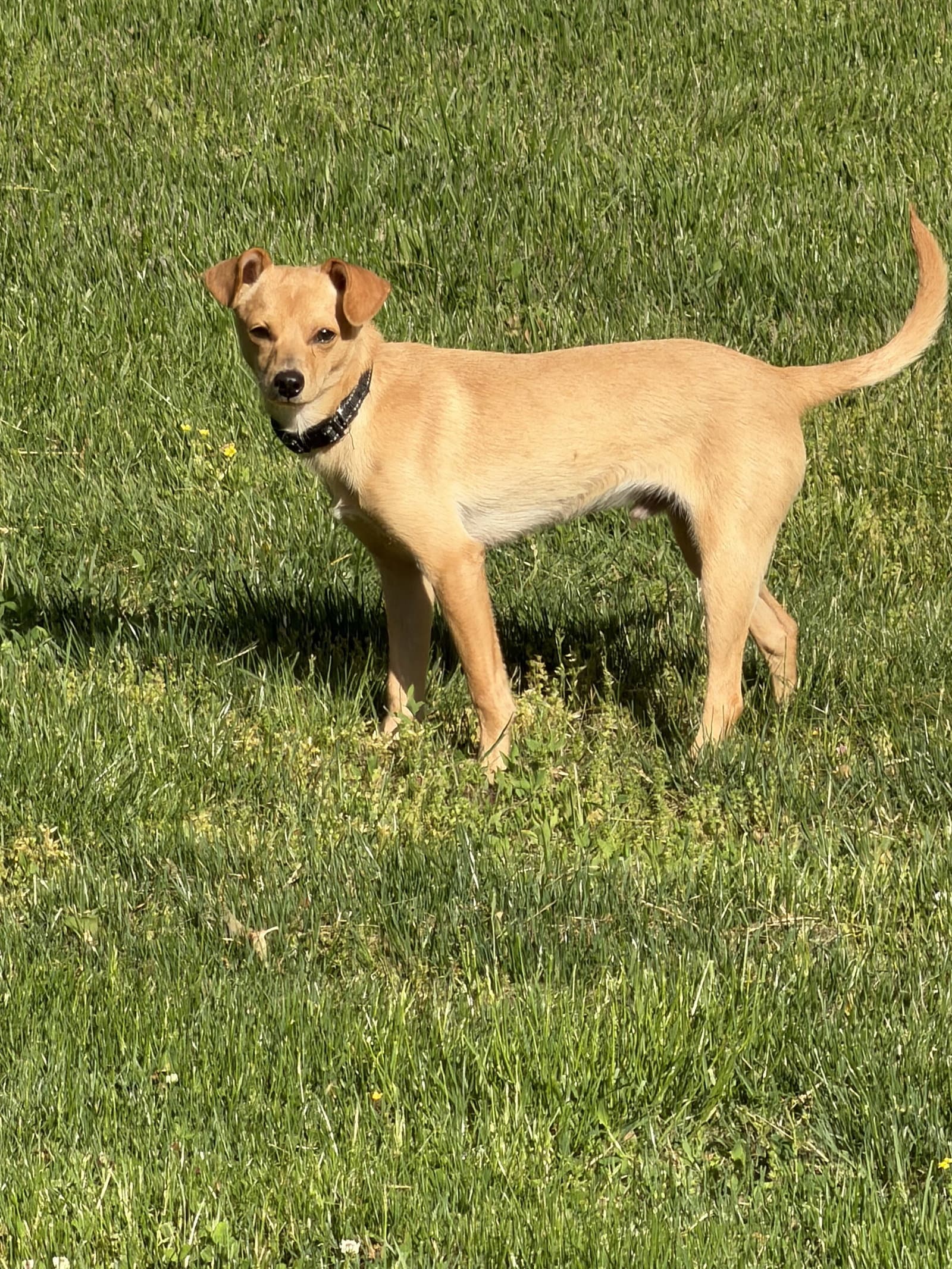 Joey - Chihuahua