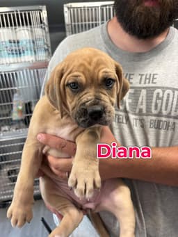 Diana image 1