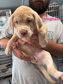 Megan image 1