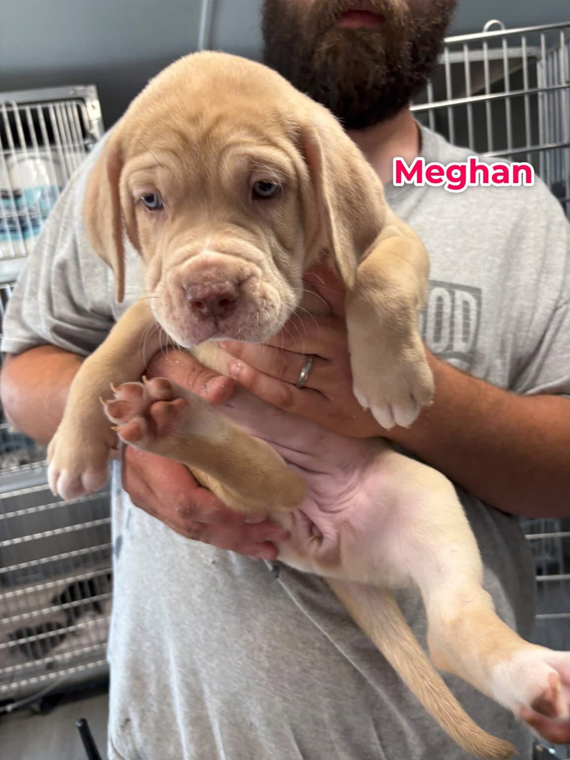 Megan - Catahoula Leopard Dog