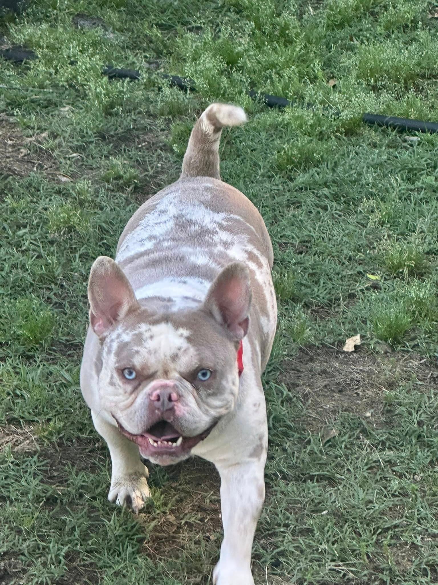 Porky - Bull Terrier