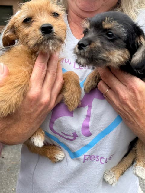 Hazel And Willow - Terrier