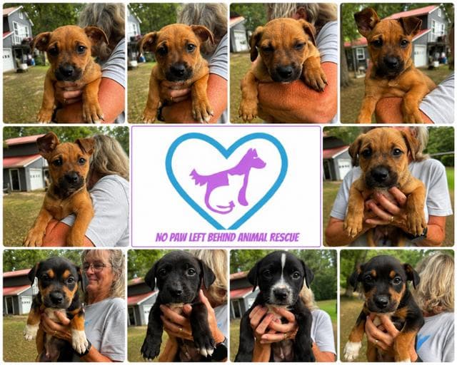The Iggy Litter - Rottweiler
