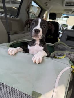 Bridget image 1