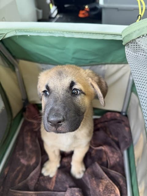 Sammy - Shepherd