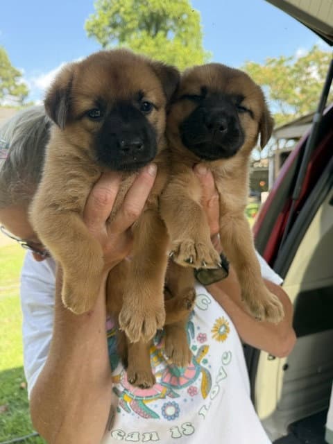 Sahara And Samara - Shepherd
