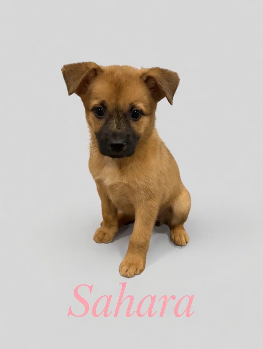 Sahara And Samara - Shepherd