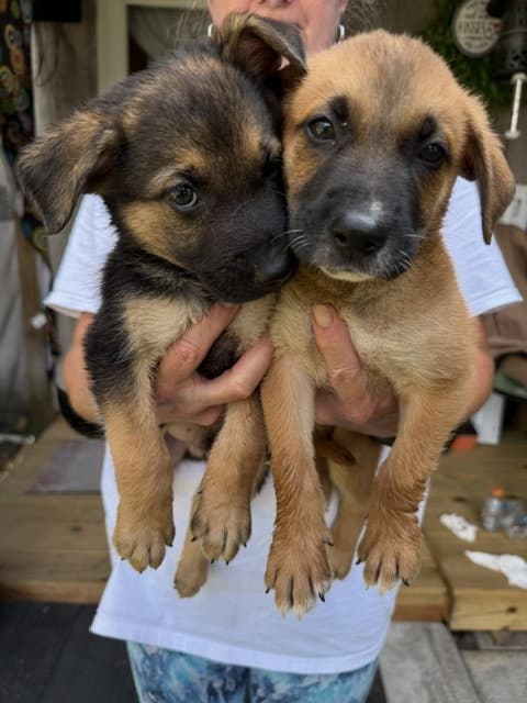 Sams Club Litter Part - Shepherd