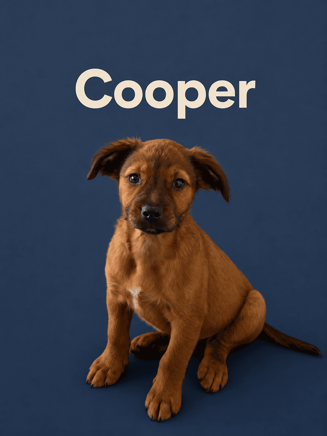 Cooper - Retriever