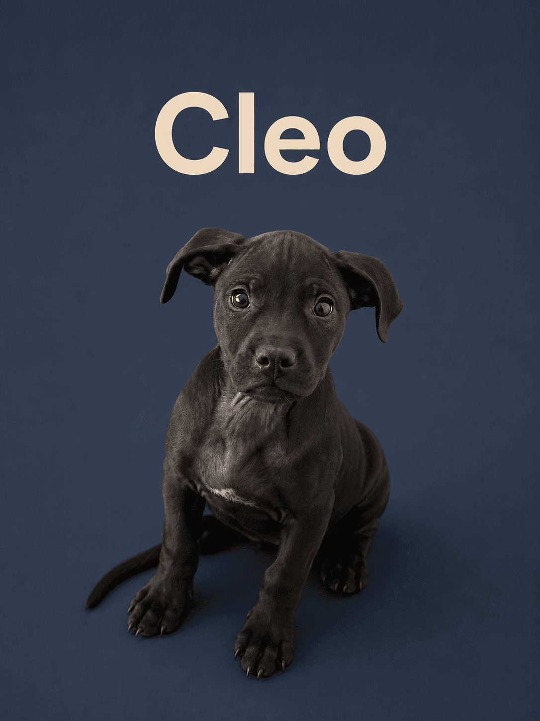 Cleo - Retriever
