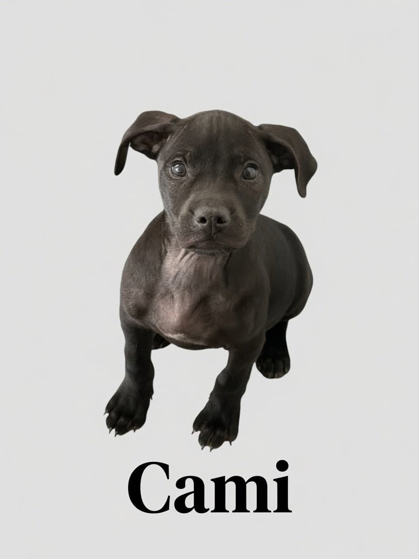 Cami - Retriever