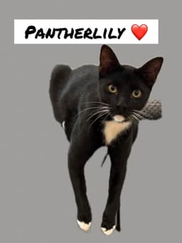 Pantherlily image 1