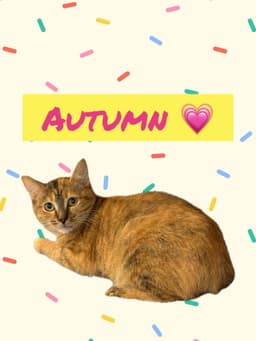 Autumn image 1