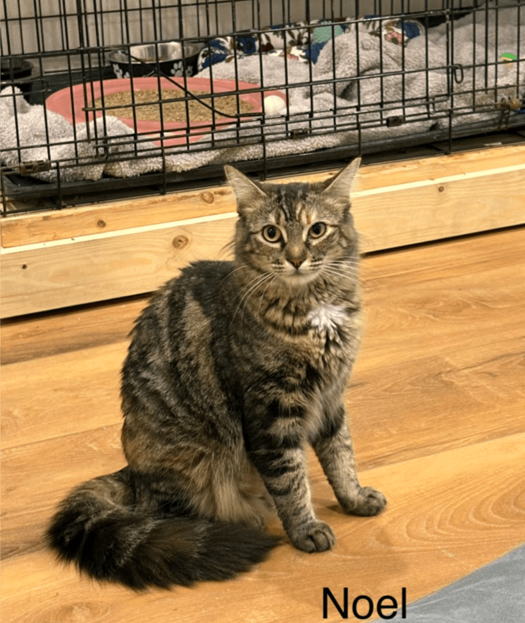 Noel - Domestic Short Hair