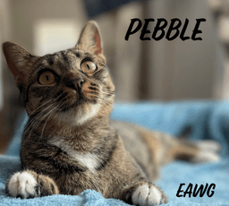 Pebble image 1
