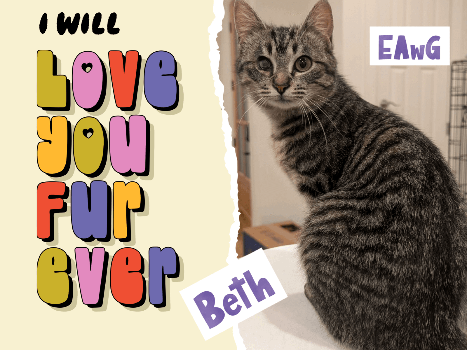Beth - Domestic Short Hair