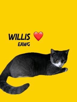 Willis image 1