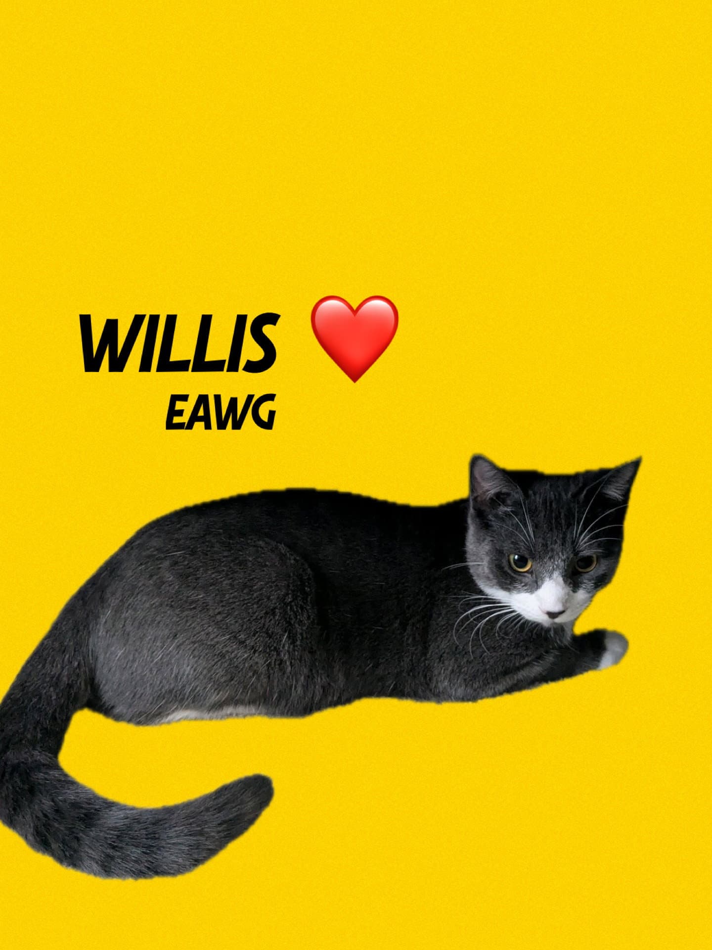 Willis - Tuxedo