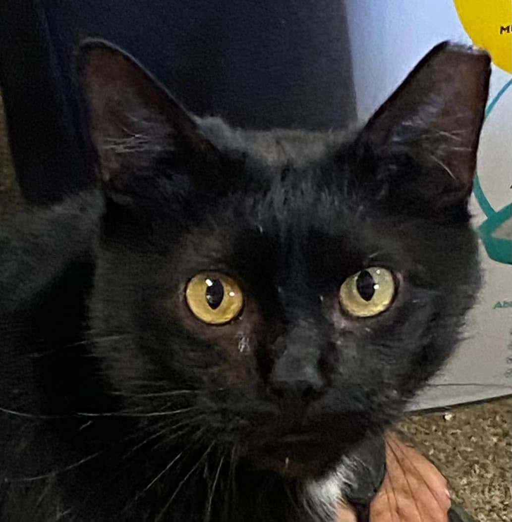 Bob - Domestic Short Hair