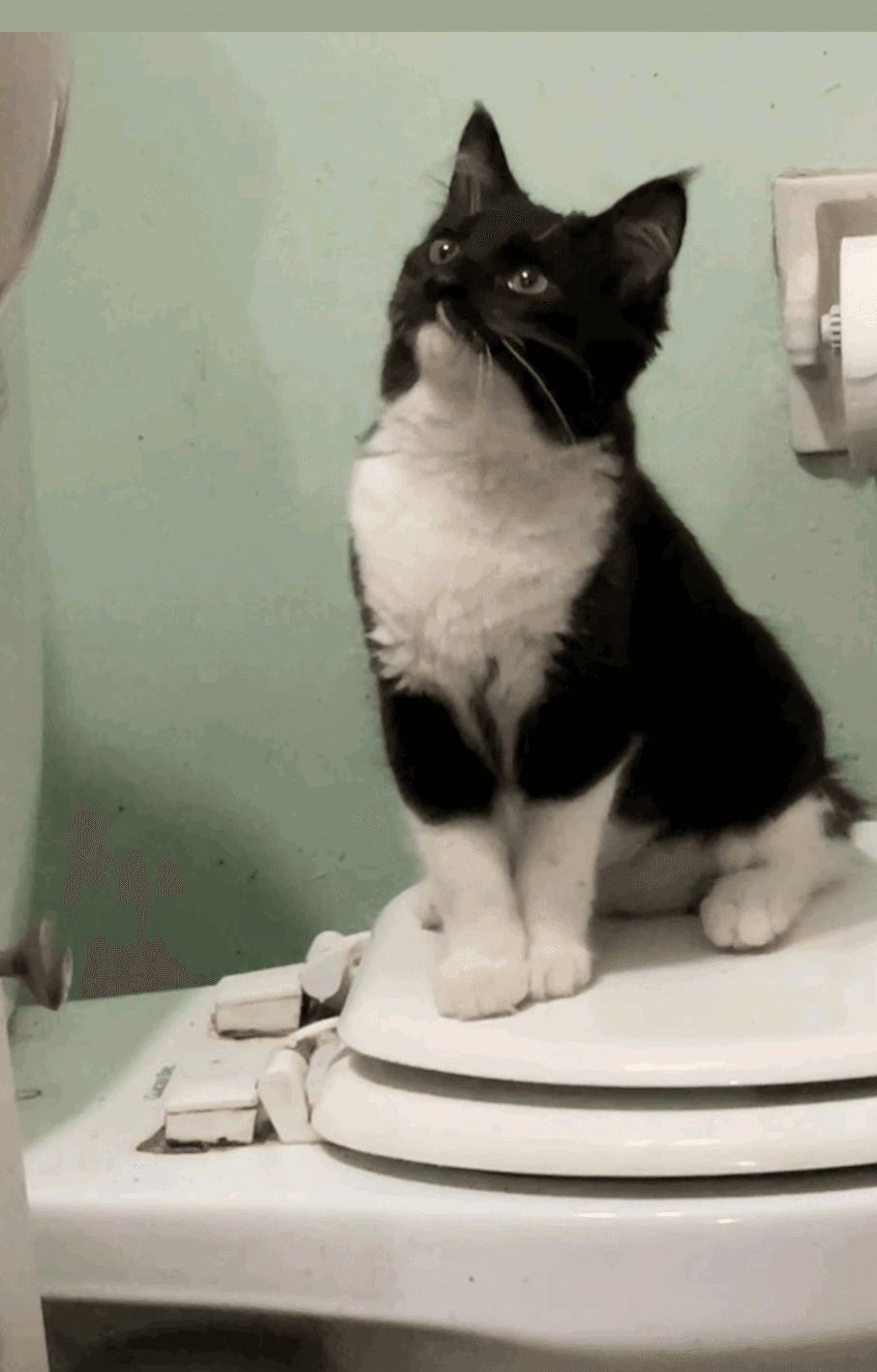 Juju Bean - Domestic Medium Hair