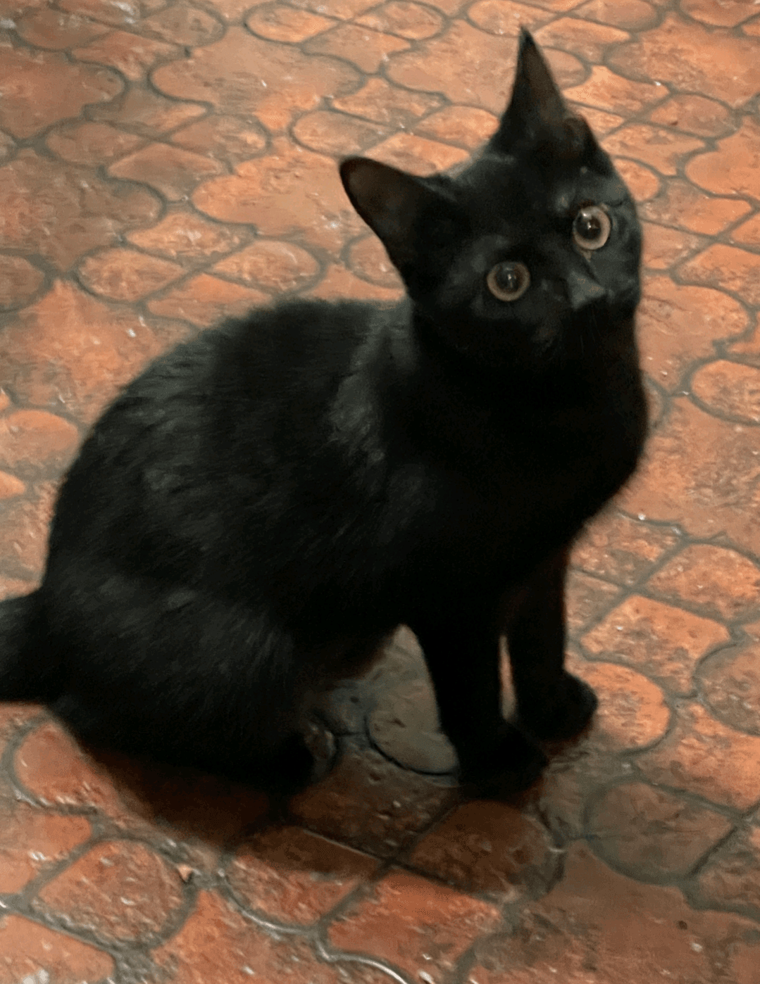 Onyx - Domestic Short Hair