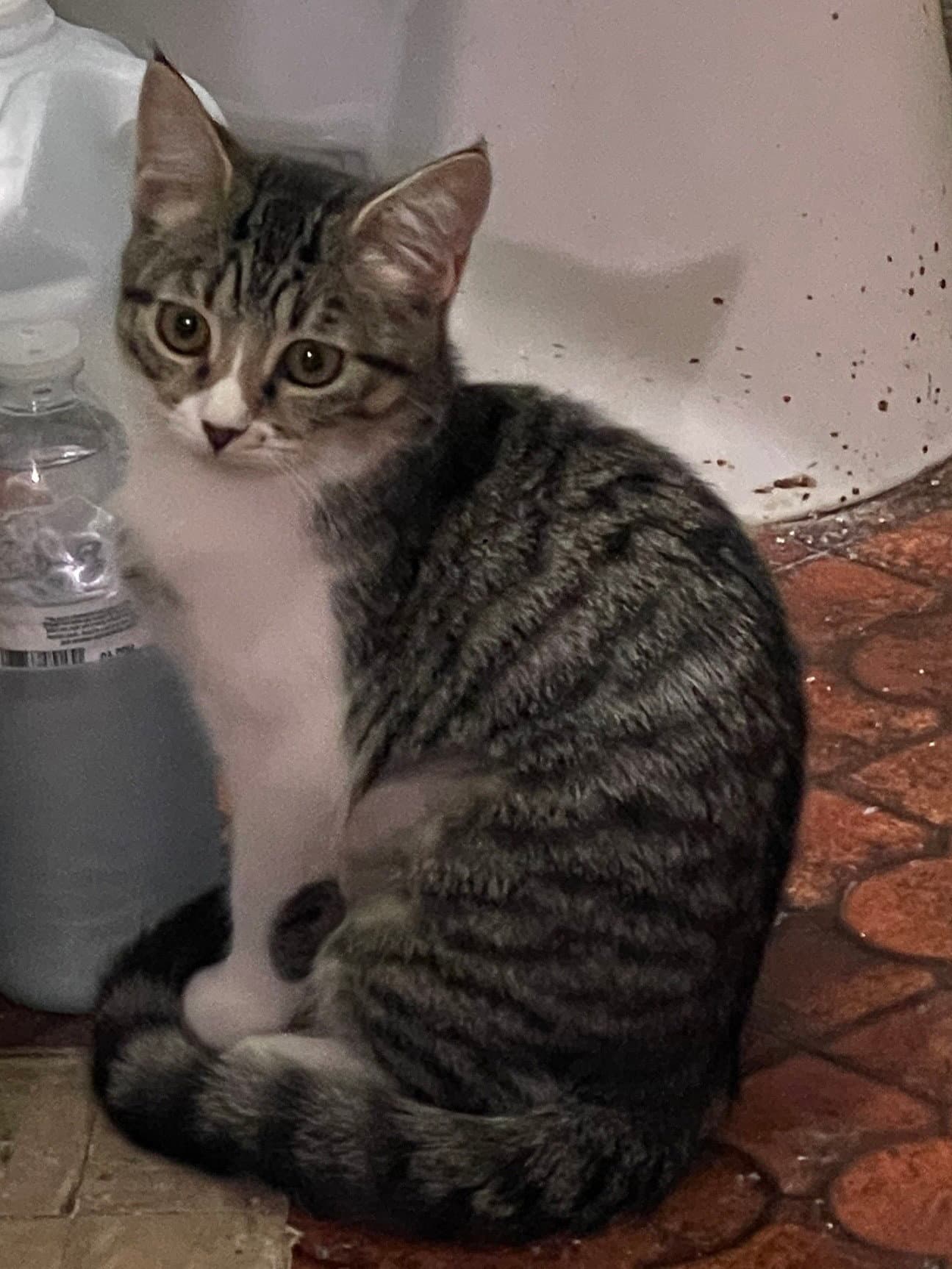 Shiloh - Domestic Short Hair