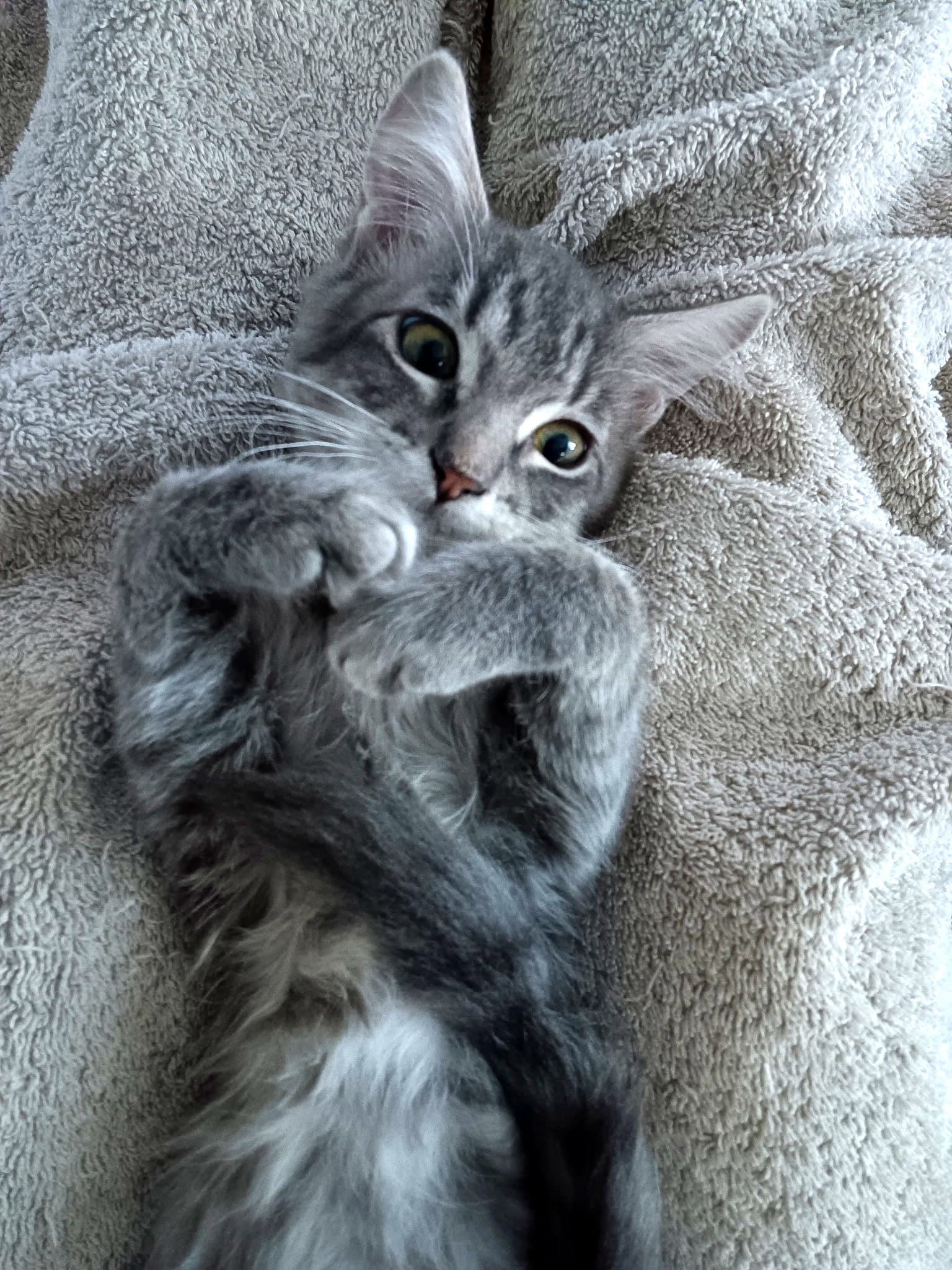 Sprout - Domestic Short Hair