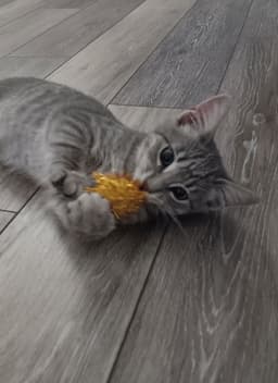 Pepper image 1