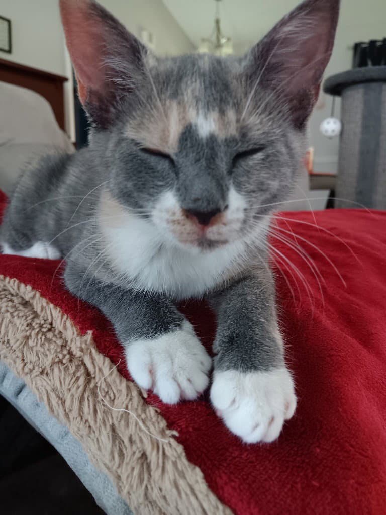 Powder - Domestic Short Hair