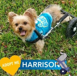 Harrison On Wheels image 1