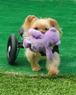 Harrison On Wheels image 3