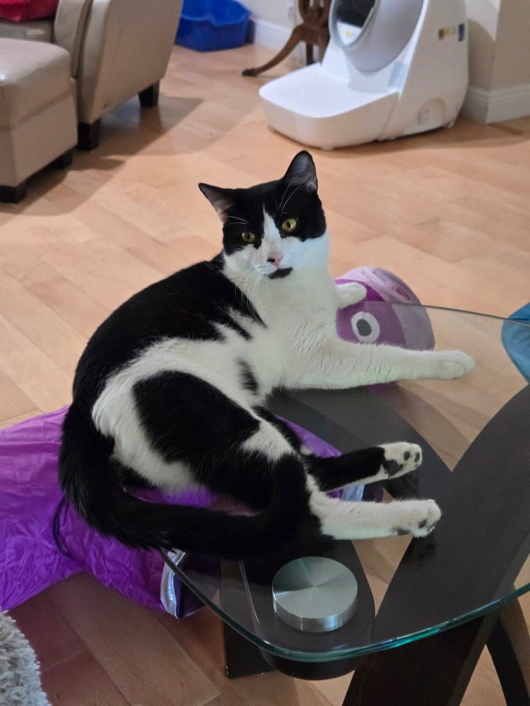 Storm - Domestic Short Hair