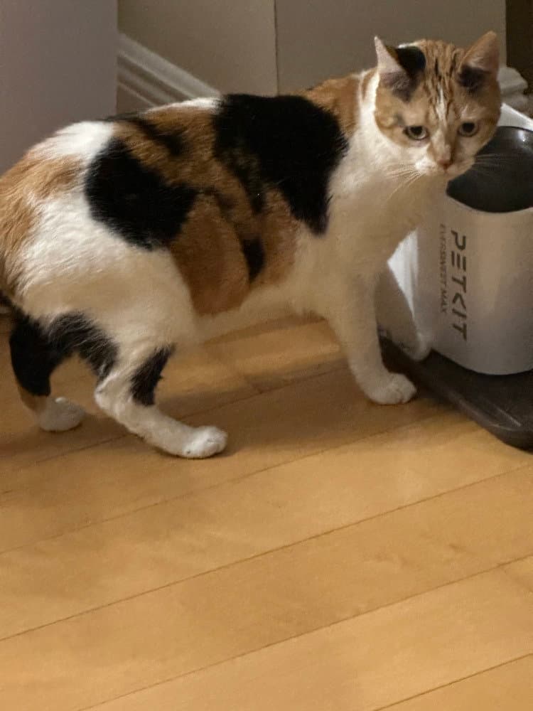 Celeste - Calico
