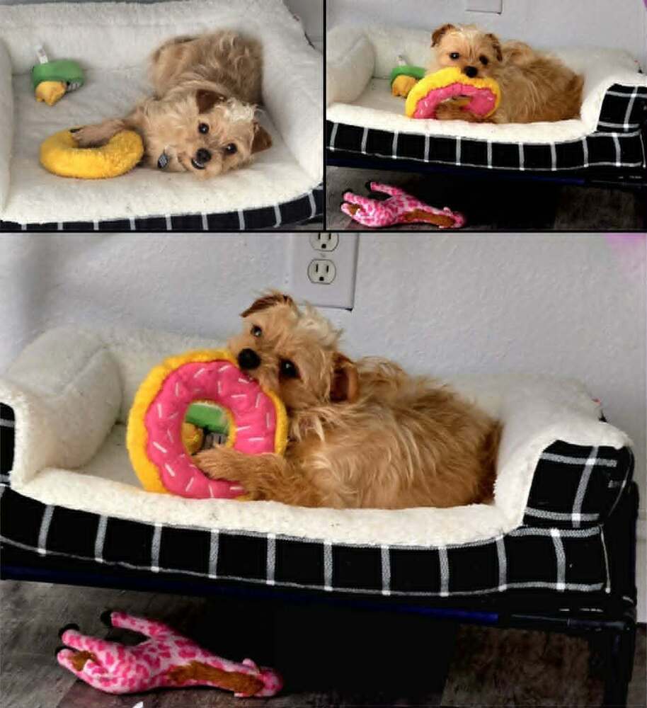 Pimento - Yorkshire Terrier Yorkie