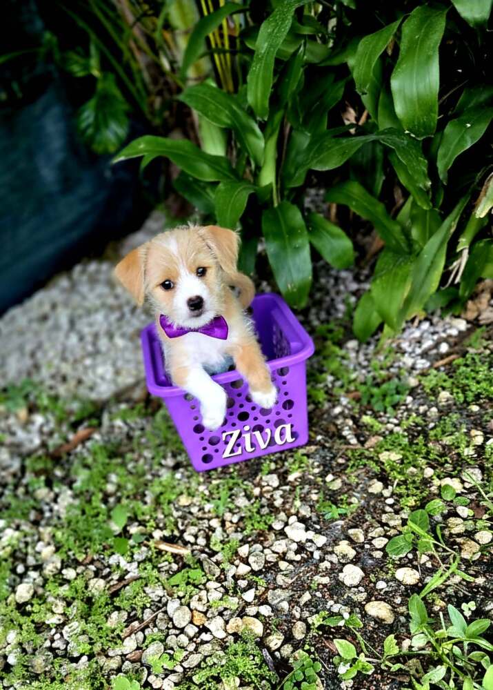 Ziva - Maltese