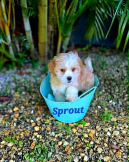 Sprout image 1