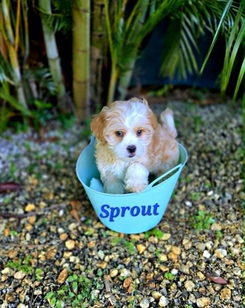 Sprout - Shih Tzu